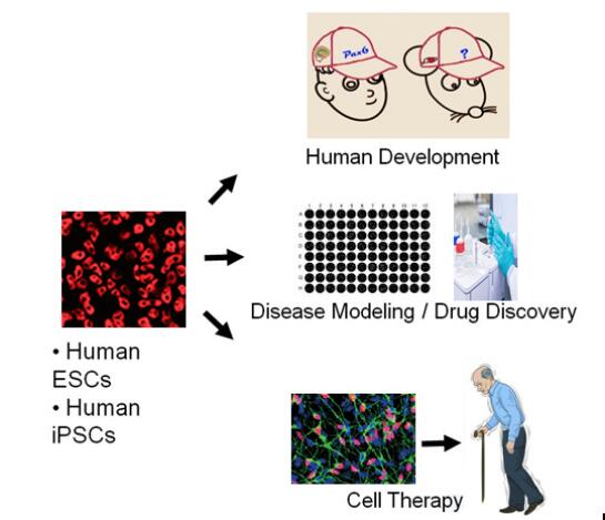 干细胞神经分化课题组 引领人体干细胞技术在神经领域的技术开发与应用前沿