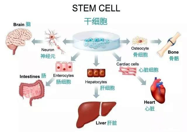 干细胞与免疫细胞 区别解析与储存选择指南