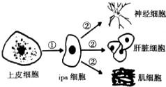 无外源DNA的安全诱导 人类多能干细胞技术的新突破